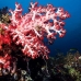 coral_soft_ni_v_0705_png1606.jpg
